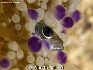 Atherina boyeri into a cothyloriza tuberculata (jellyfish) by Alberto Gallucci 